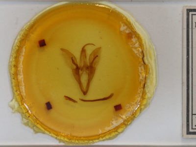 slide view of adult Catocala unijuga