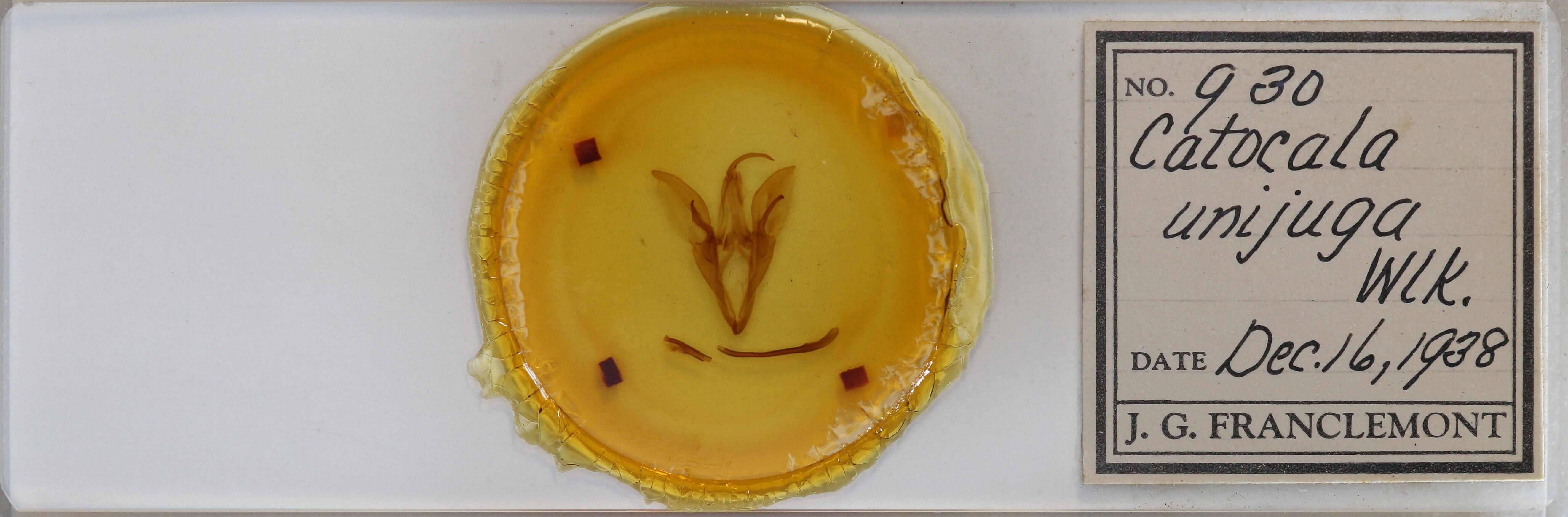 slide view of adult Catocala unijuga