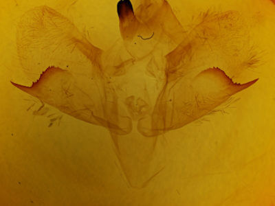 genitalia view of adult Ceratomia undulosa