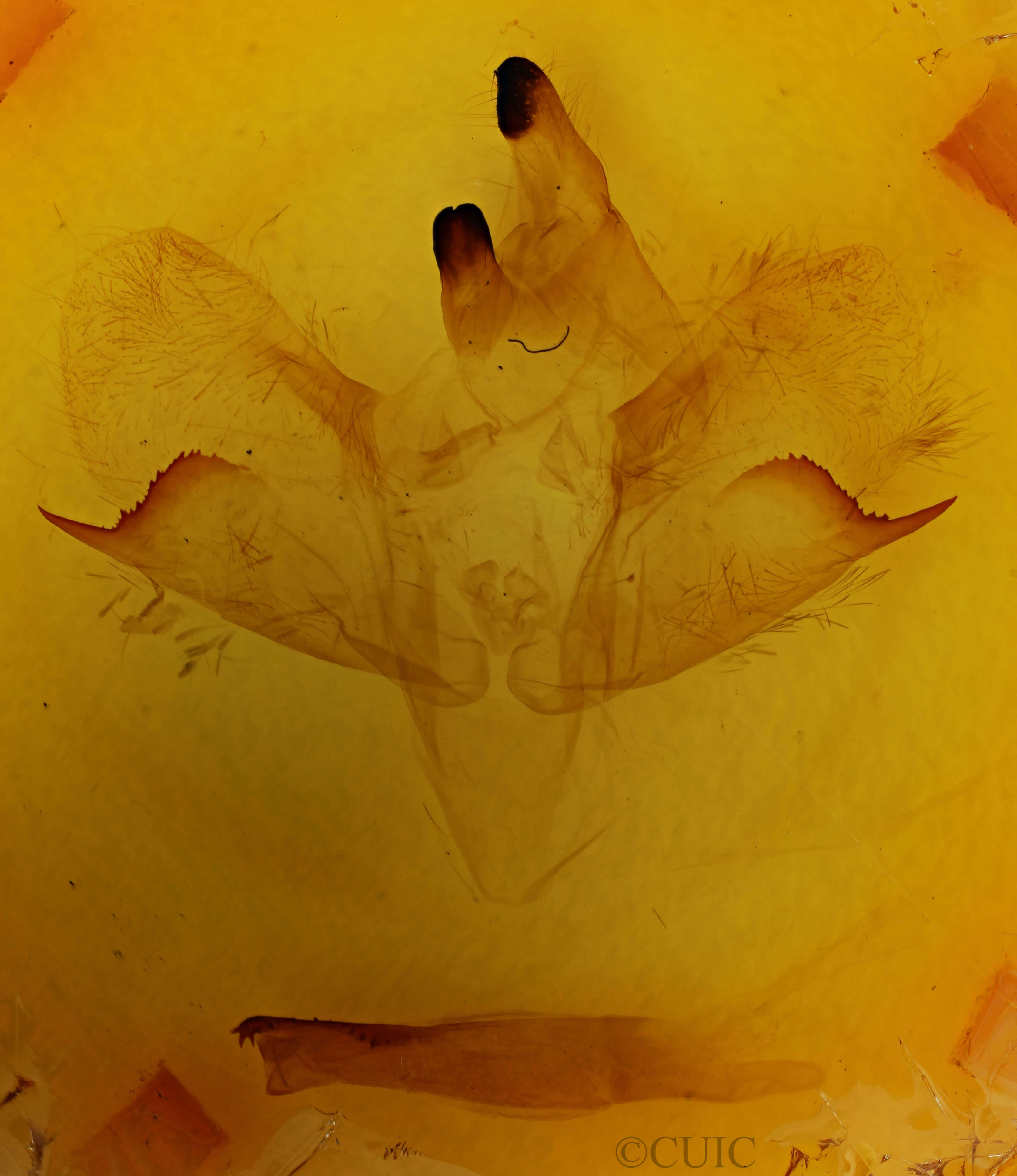 genitalia view of adult Ceratomia undulosa