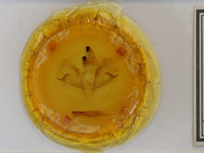 slide view of adult Ceratomia undulosa