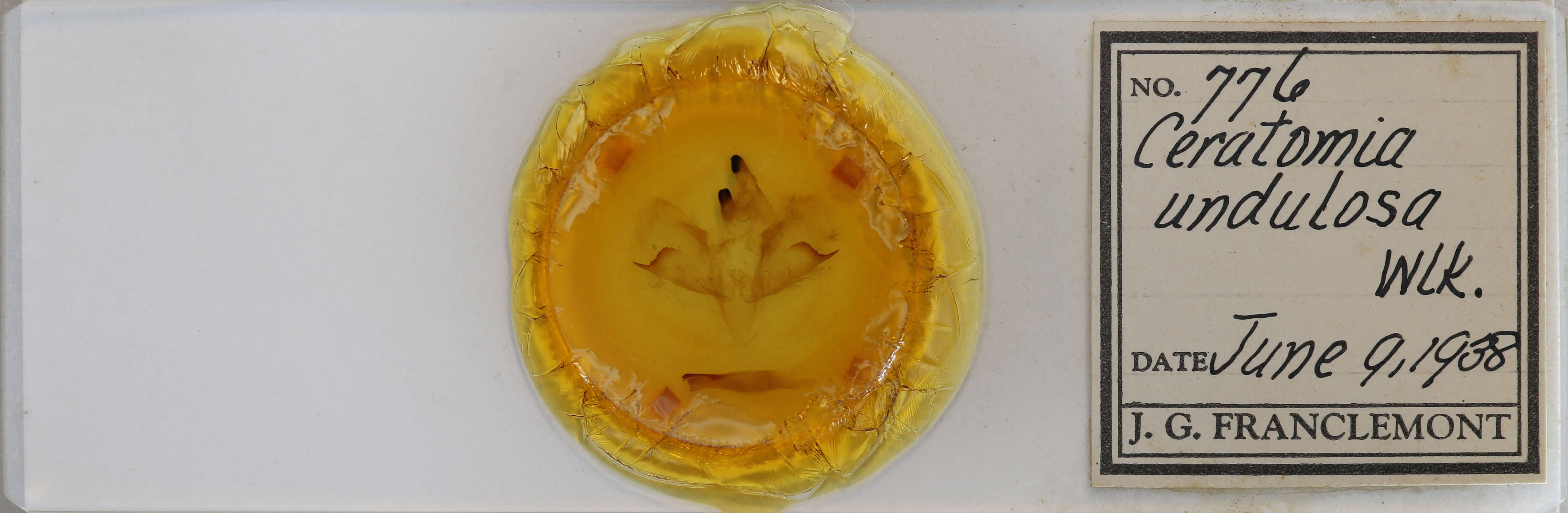 slide view of adult Ceratomia undulosa