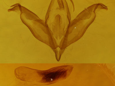 genitalia view of adult Cerma cerintha