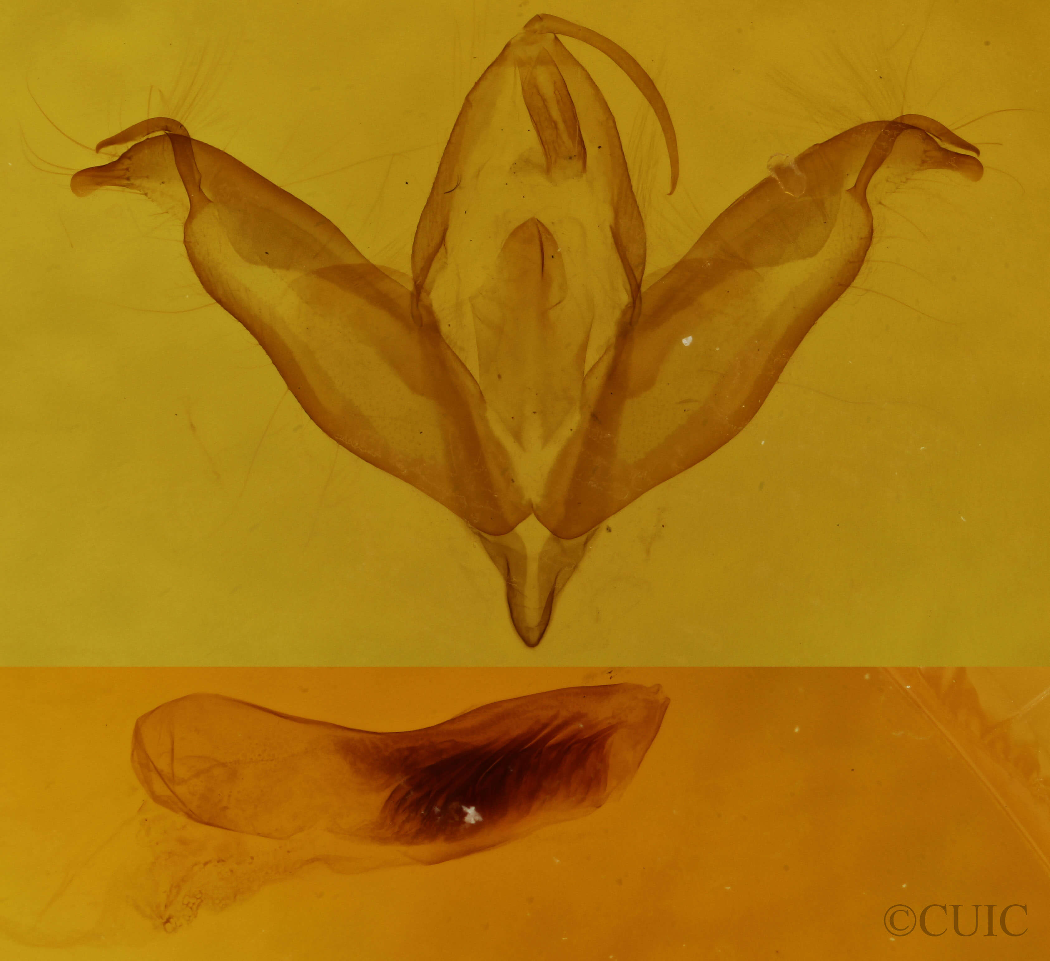 genitalia view of adult Cerma cerintha
