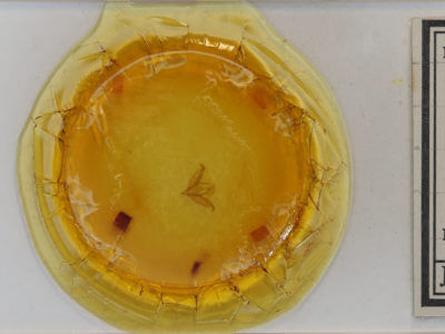 slide view of adult Cerma cerintha