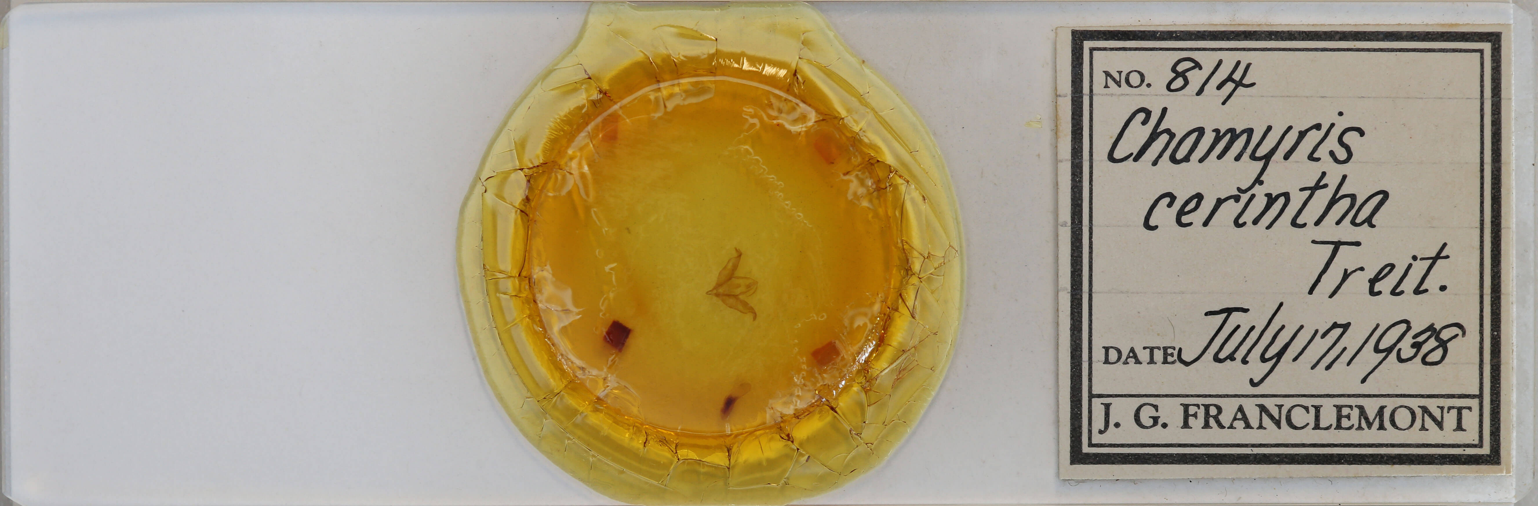 slide view of adult Cerma cerintha