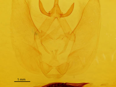 genitalia view of adult Chliara cresus