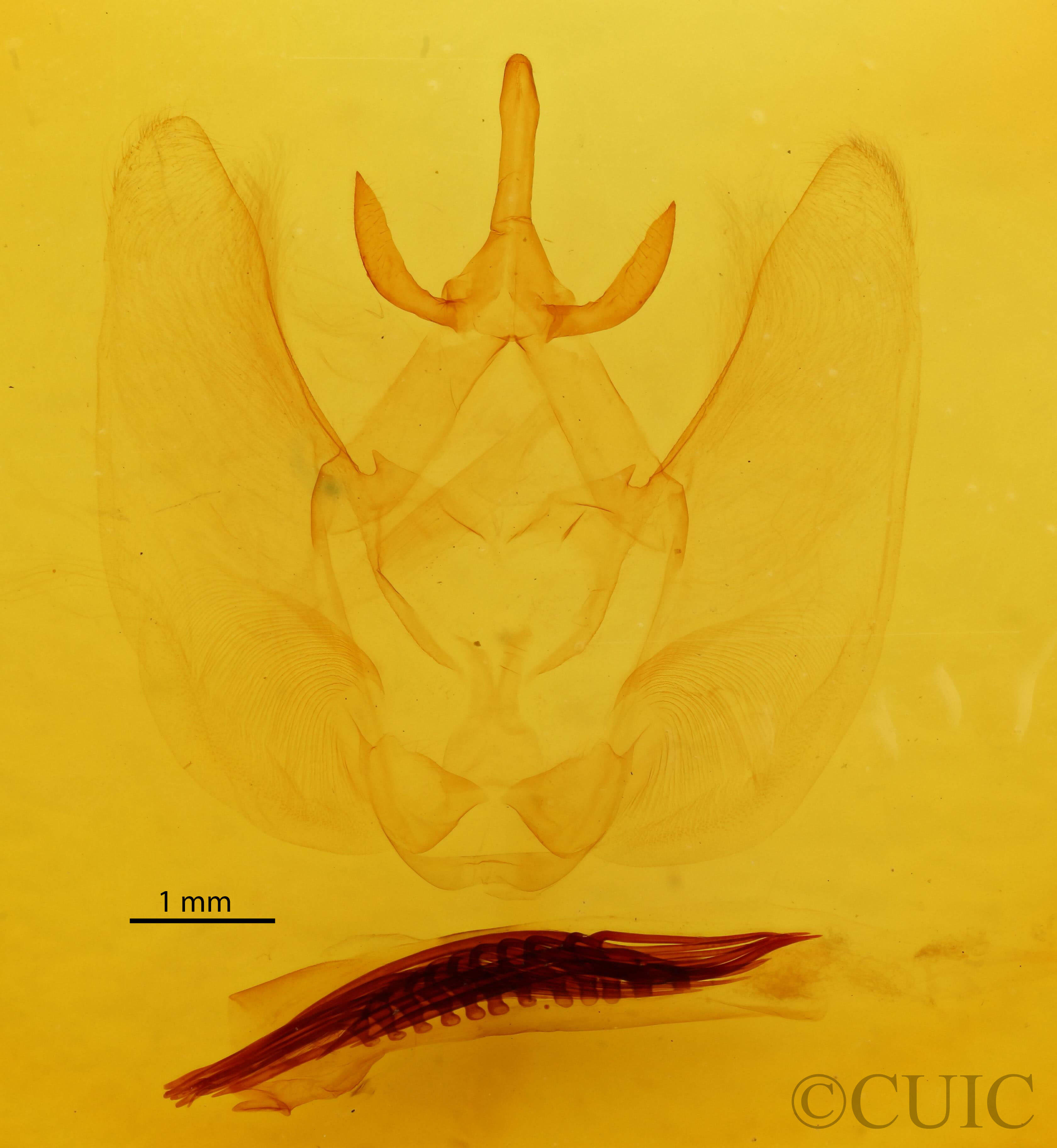 genitalia view of adult Chliara cresus