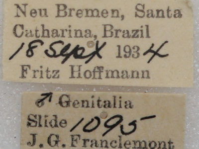 label view of adult Chliara cresus