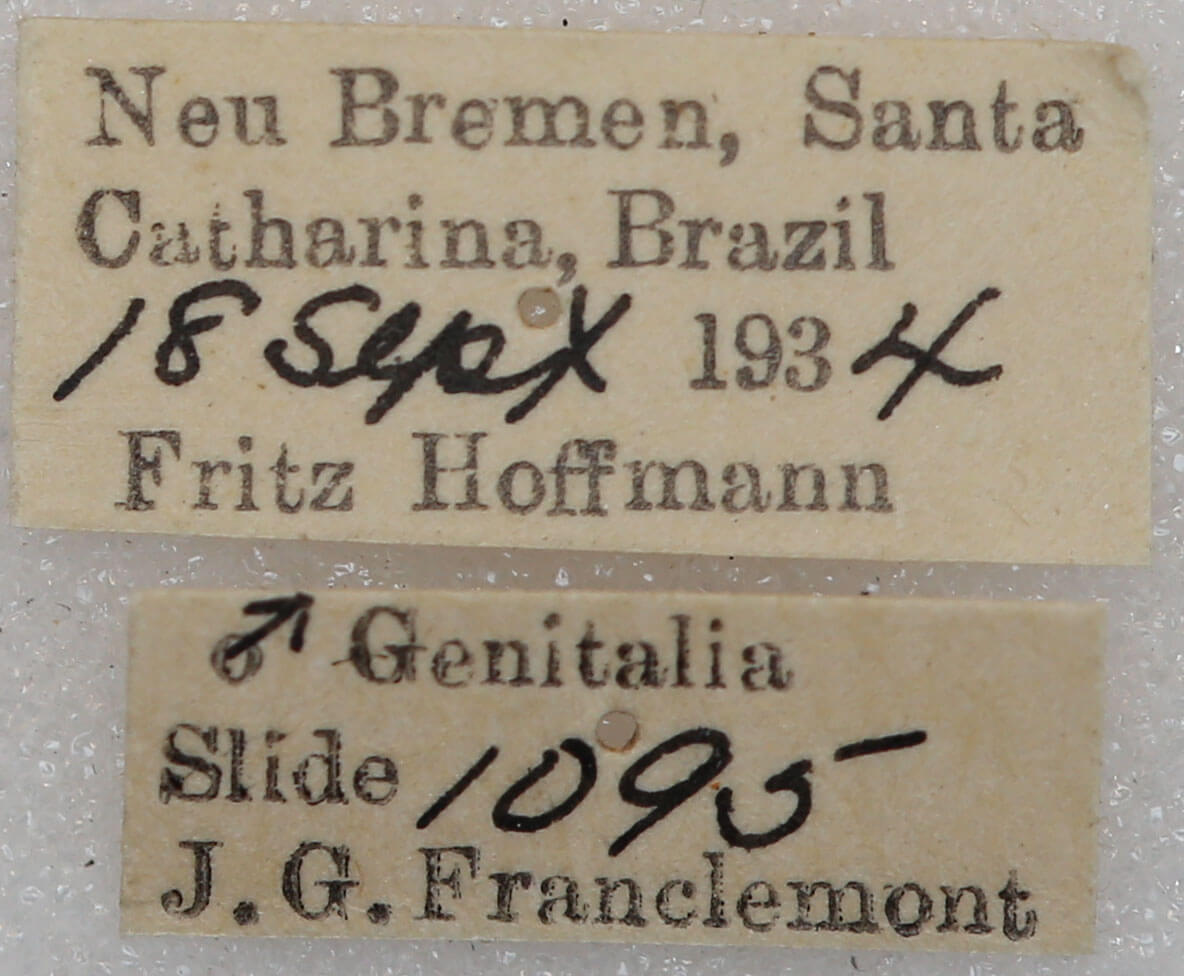 label view of adult Chliara cresus