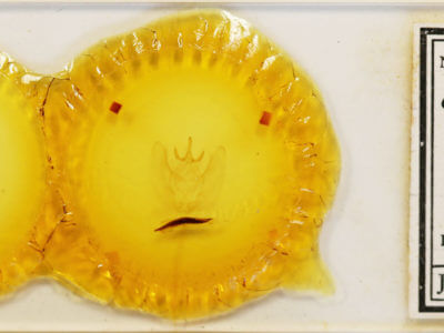 slide view of adult Chliara cresus