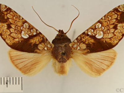 dorsal view of adult Chliara cresus