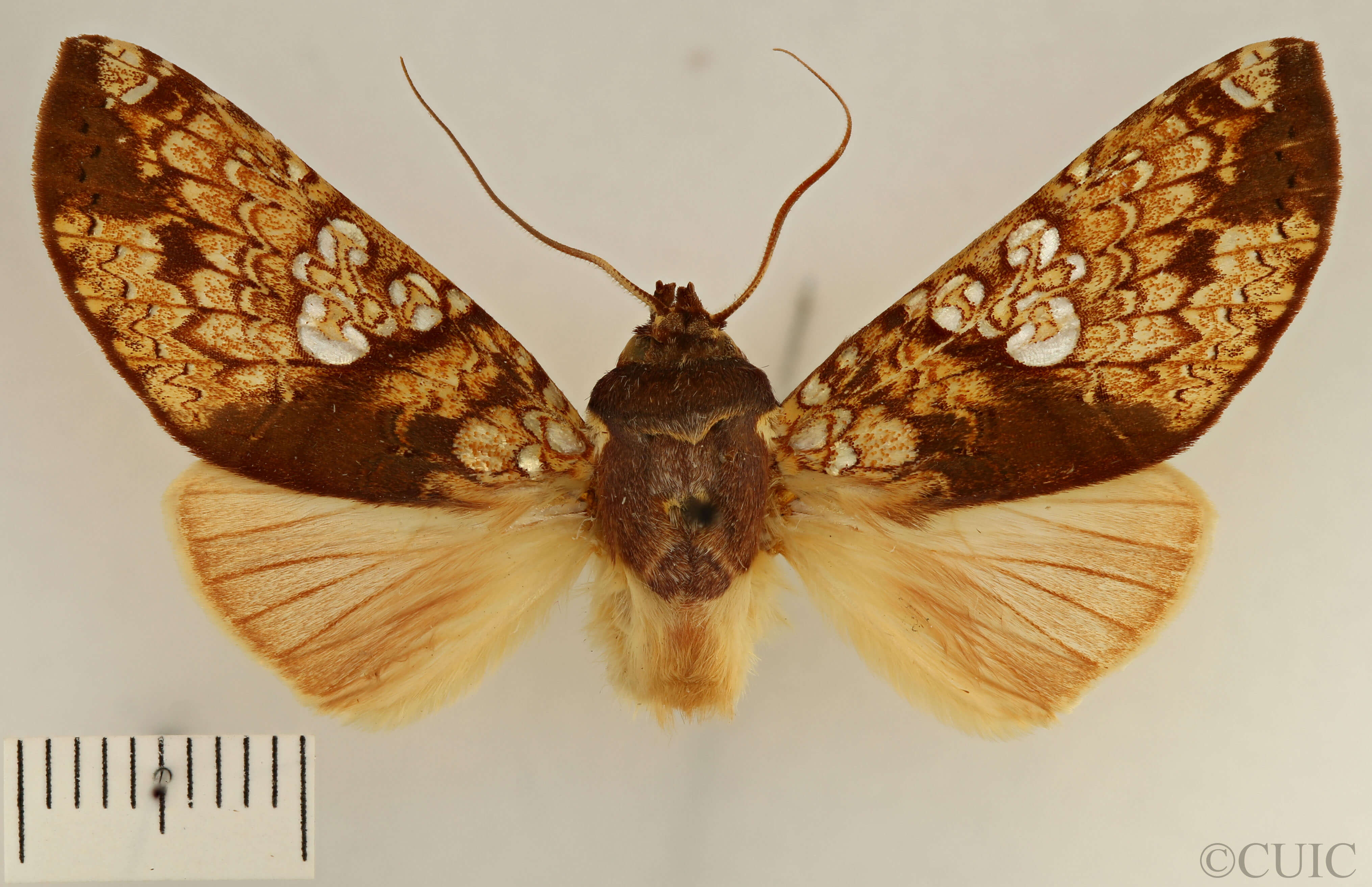 dorsal view of adult Chliara cresus