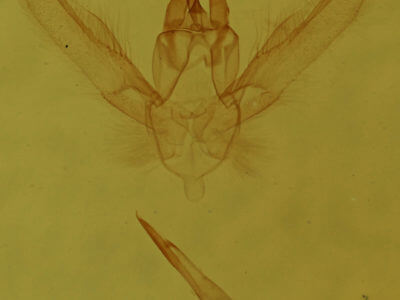 genitalia view of adult Chlorochlamys chloroleucaria