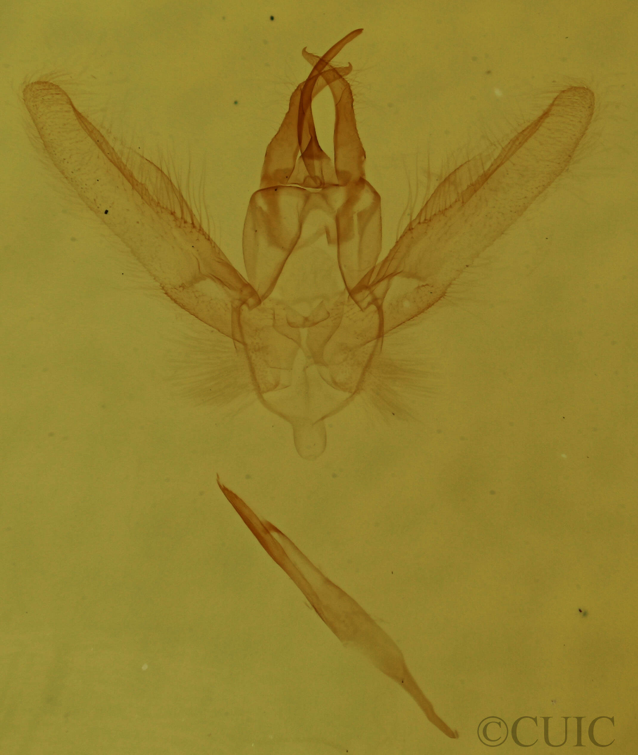 genitalia view of adult Chlorochlamys chloroleucaria