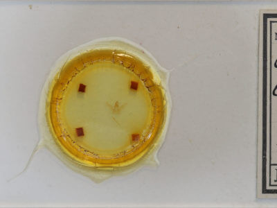 slide view of adult Chlorochlamys chloroleucaria