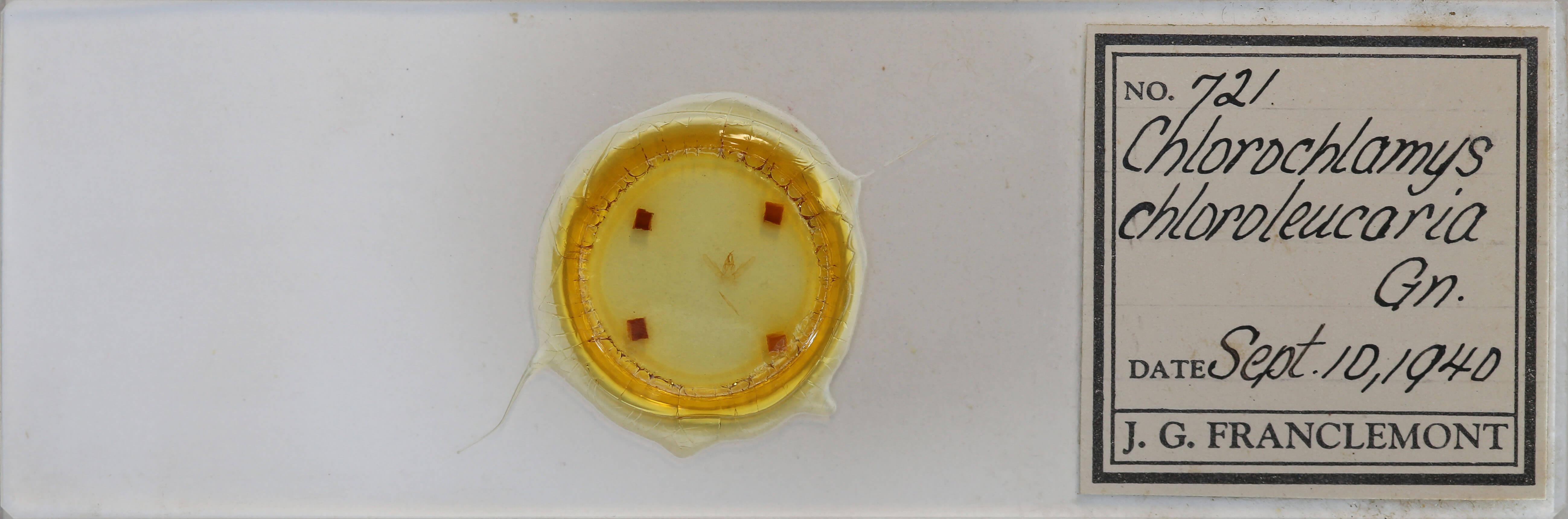 slide view of adult Chlorochlamys chloroleucaria