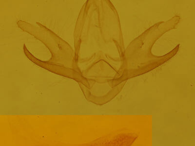 genitalia view of adult Chytolita morbidalis