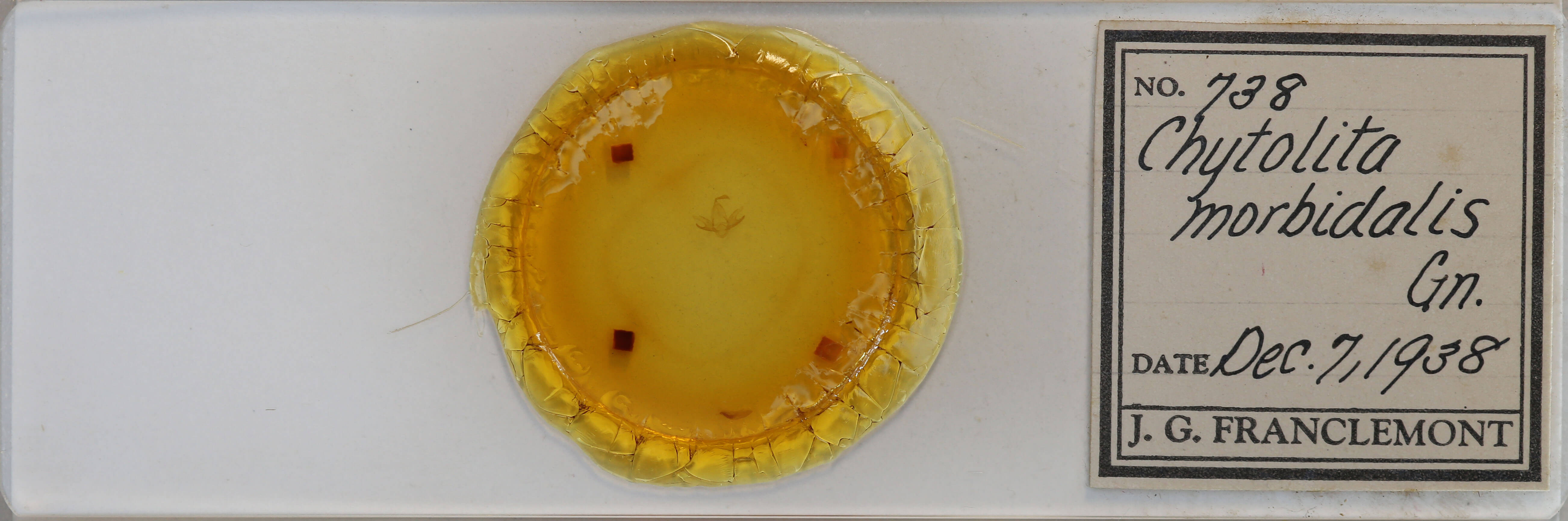 slide view of adult Chytolita morbidalis