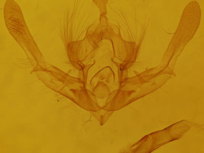 genitalia view of adult Chytonix palliatricula