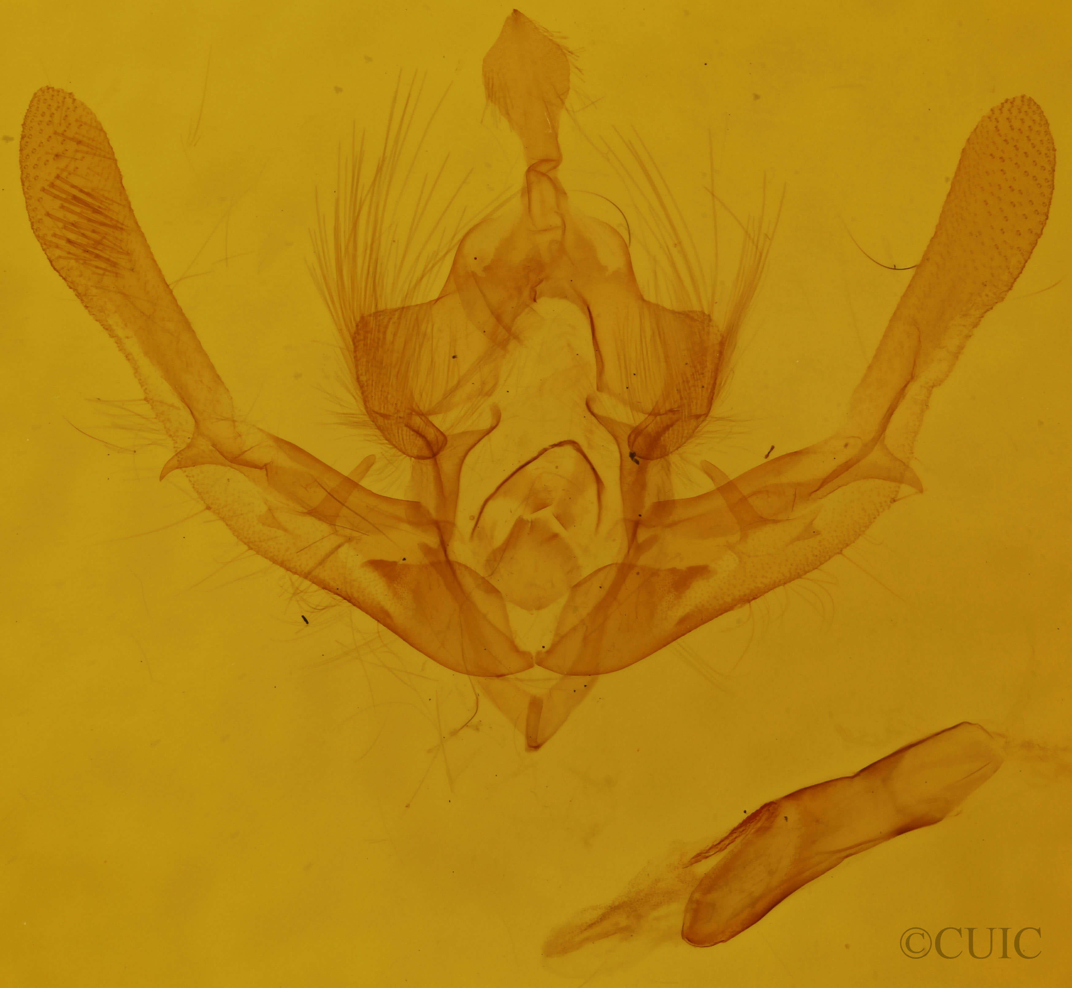 genitalia view of adult Chytonix palliatricula