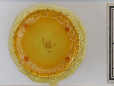 slide view of adult Chytonix palliatricula