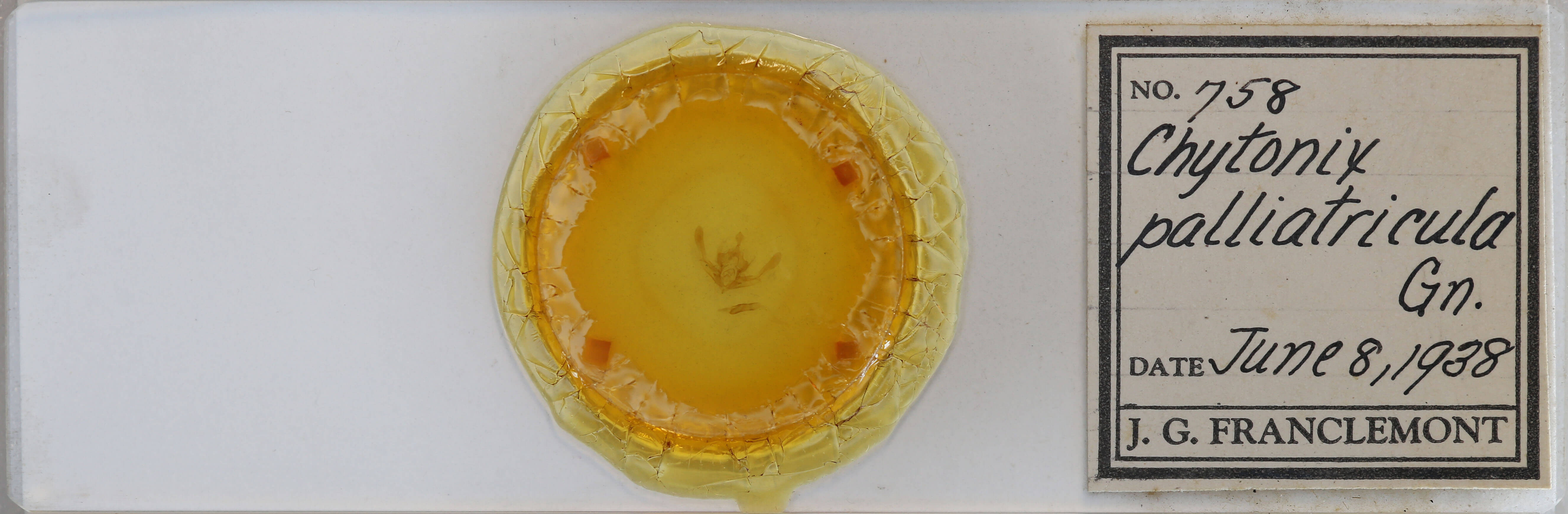 slide view of adult Chytonix palliatricula