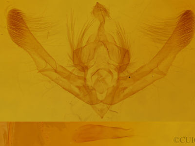 genitalia view of adult Chytonix palliatricula
