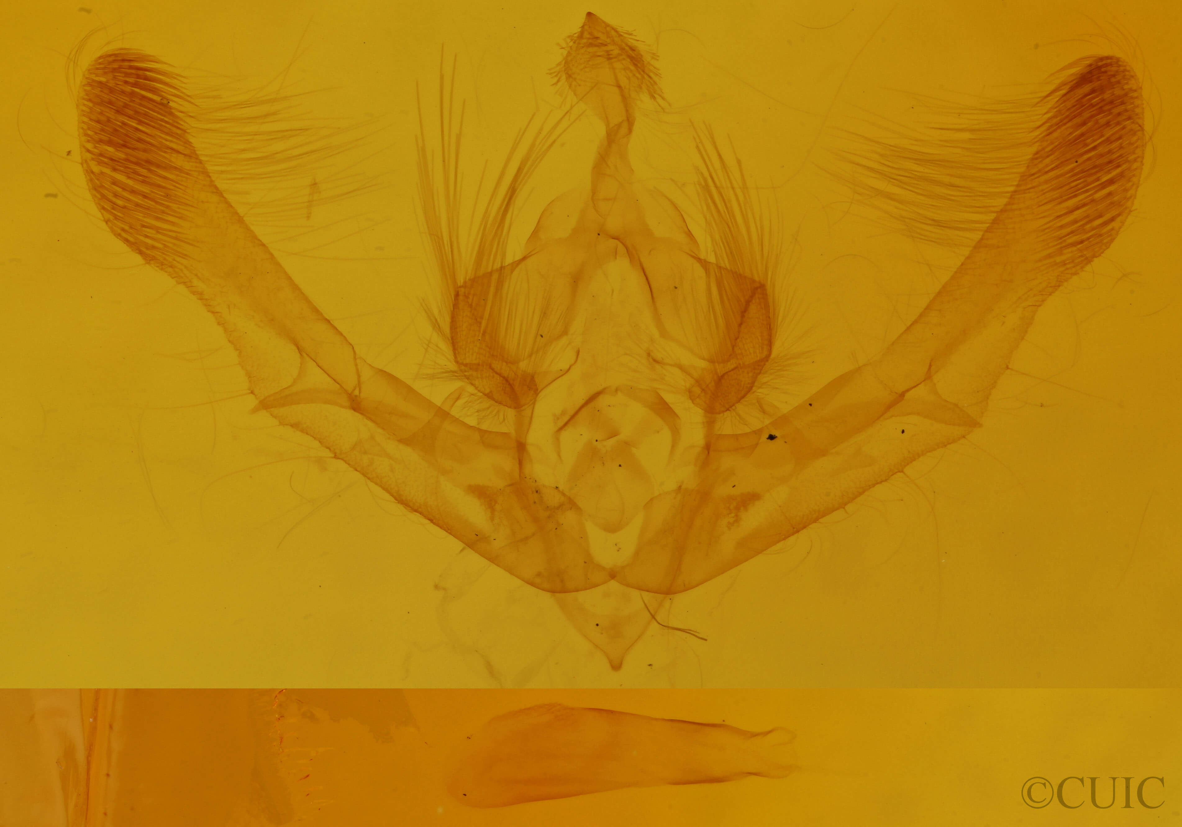 genitalia view of adult Chytonix palliatricula