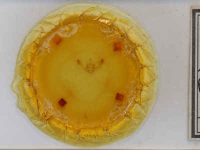 slide view of adult Chytonix palliatricula