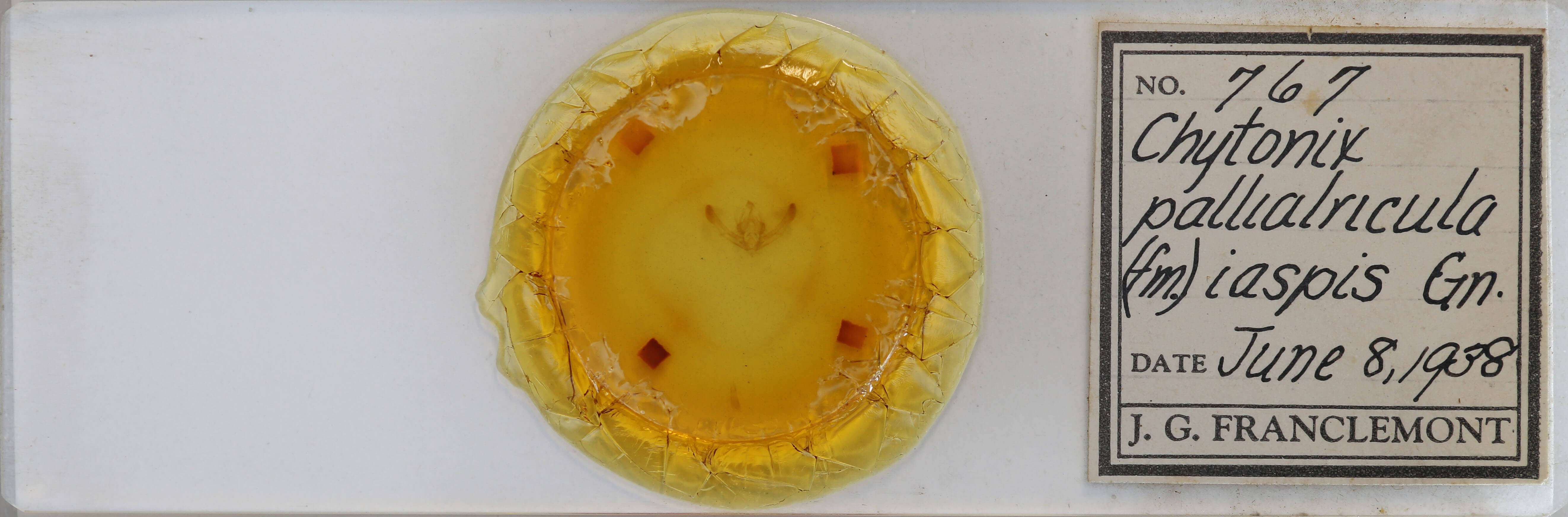 slide view of adult Chytonix palliatricula