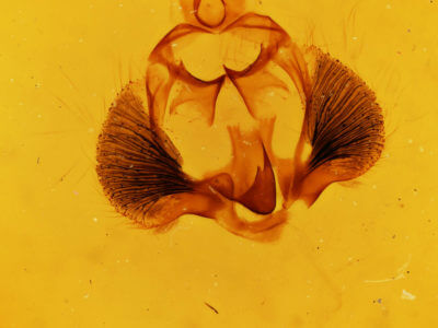 genitalia view of adult Clostera inclusa