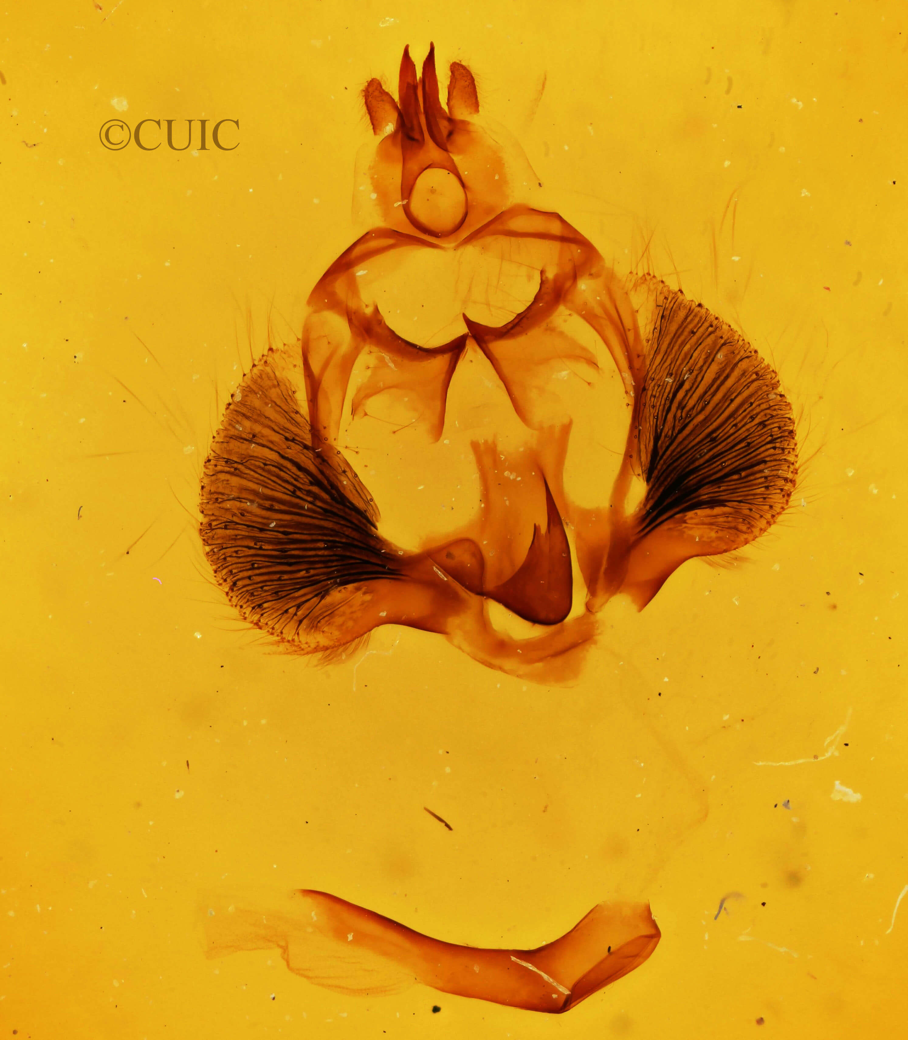 genitalia view of adult Clostera inclusa