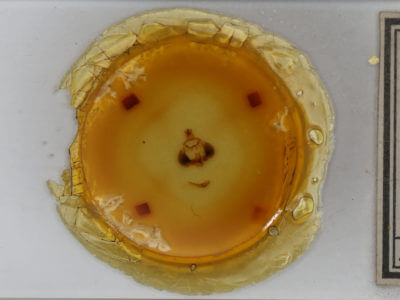 slide view of adult Clostera inclusa