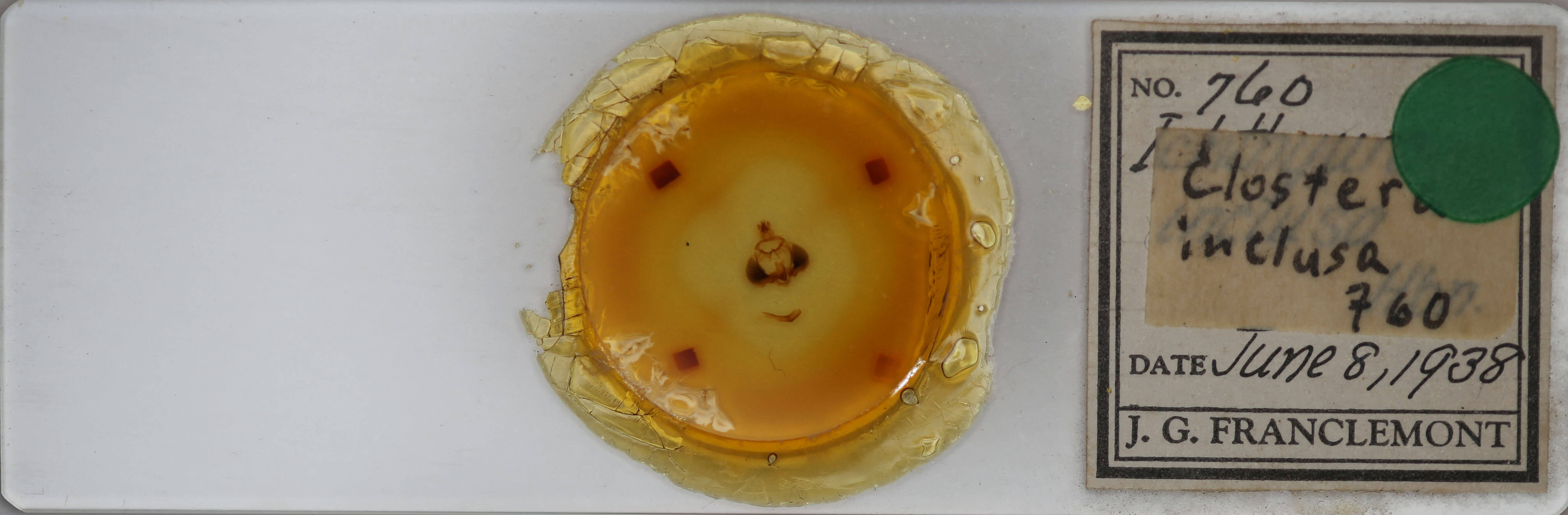 slide view of adult Clostera inclusa