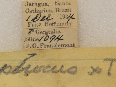 label view of adult Colax phocus