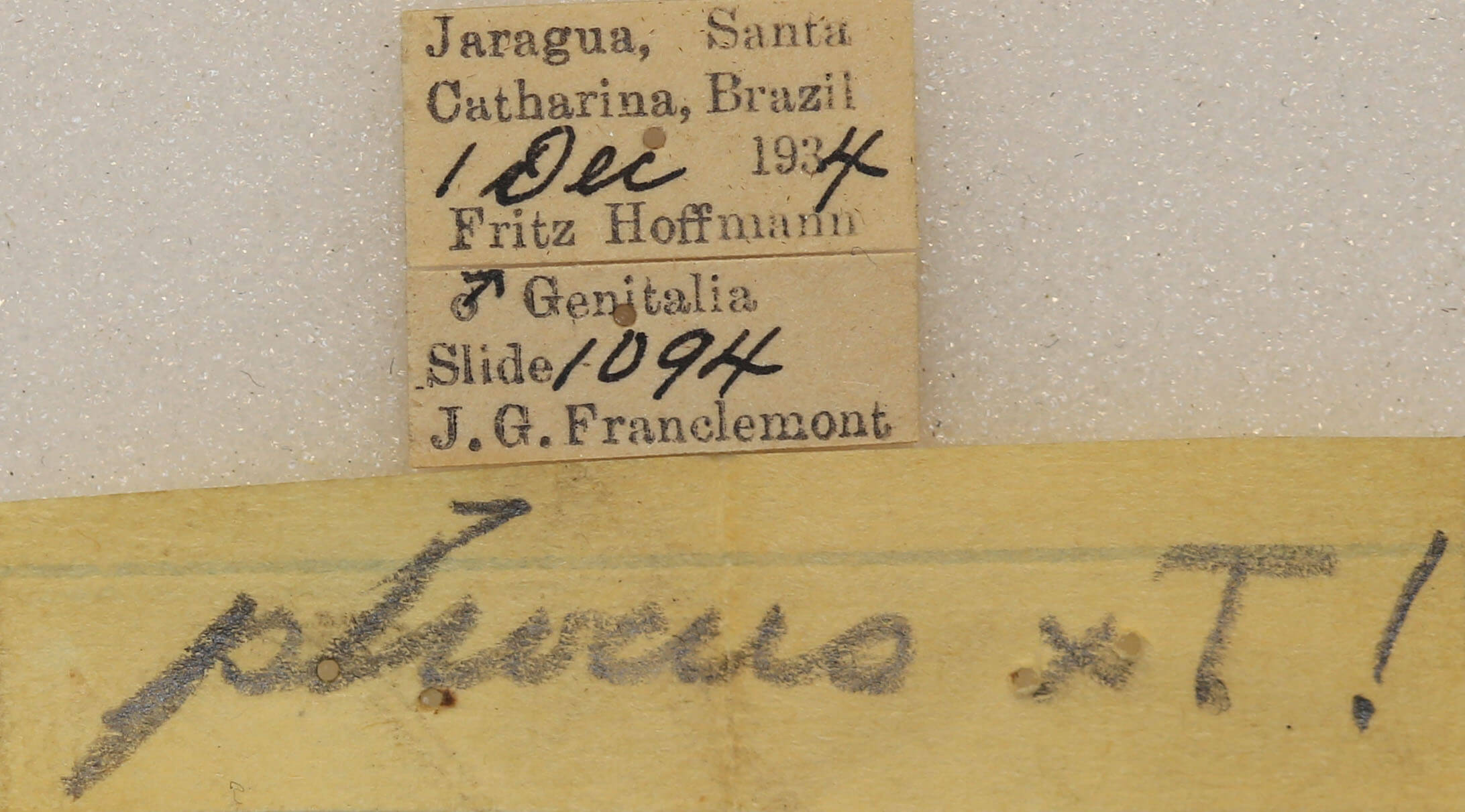 label view of adult Colax phocus