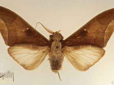 dorsal view of adult Colax phocus