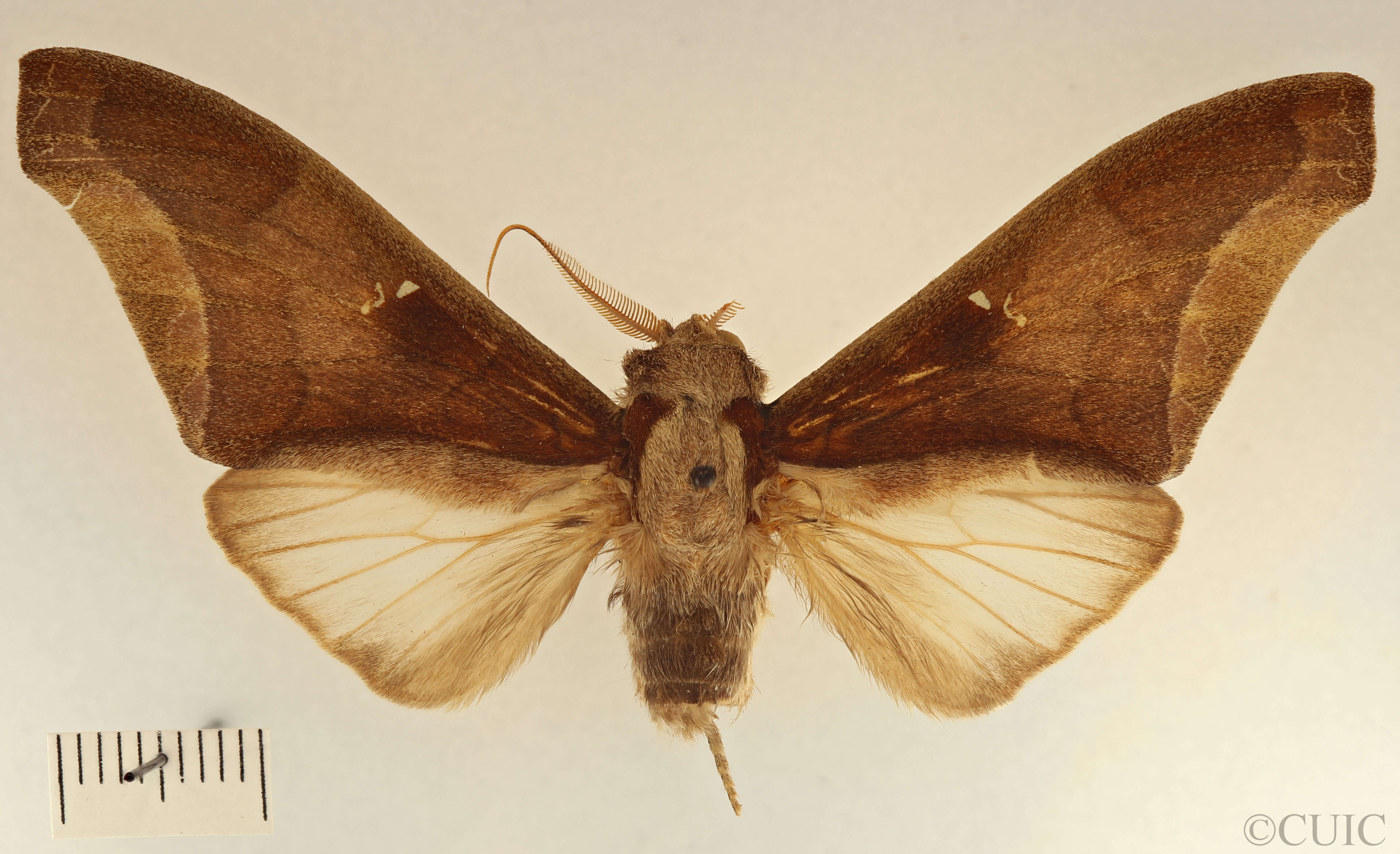 dorsal view of adult Colax phocus