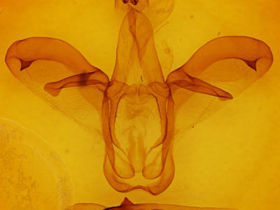 genitalia view of adult Colax phocus