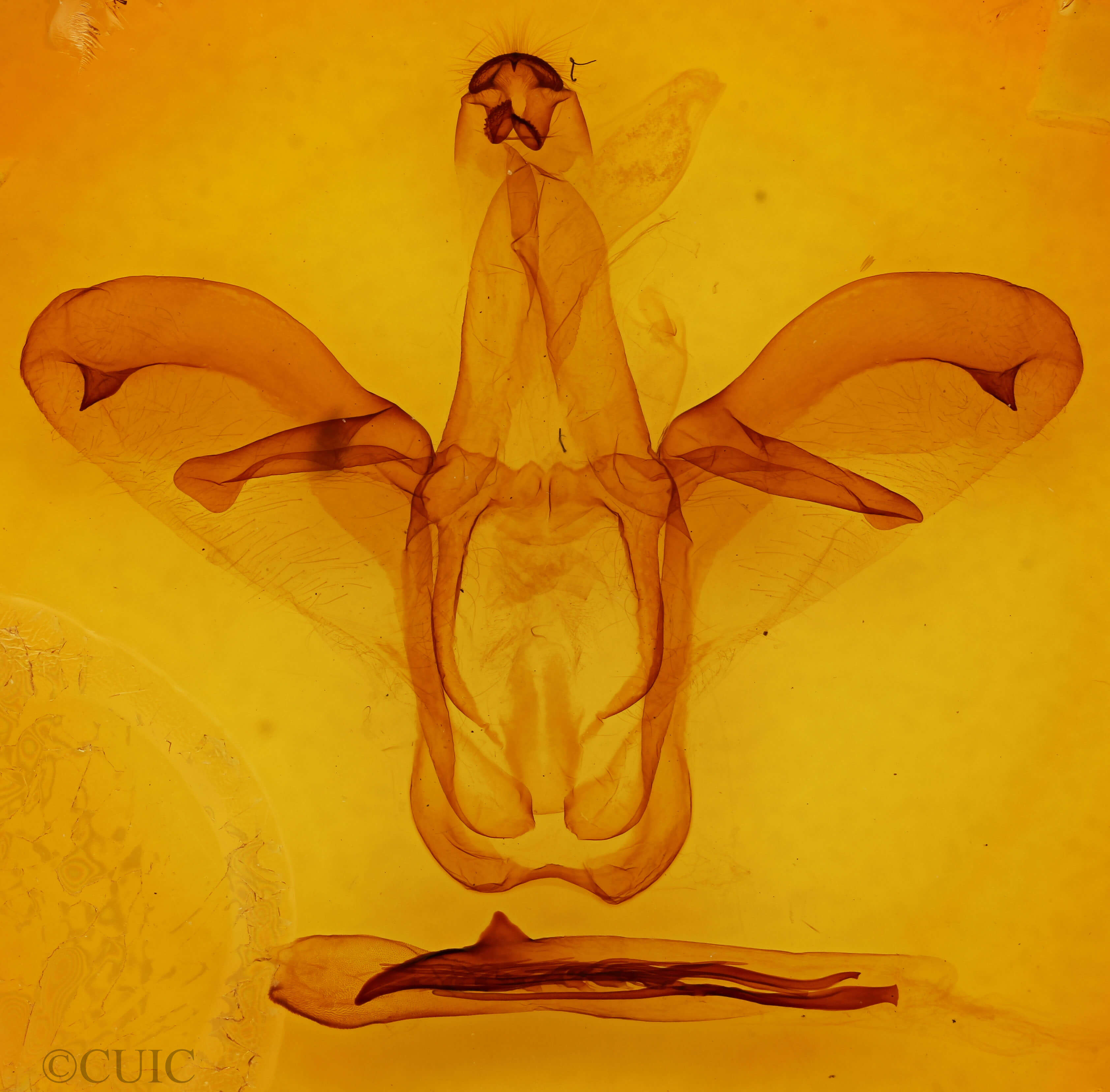 genitalia view of adult Colax phocus