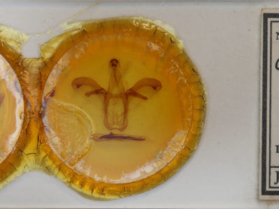 slide view of adult Colax phocus