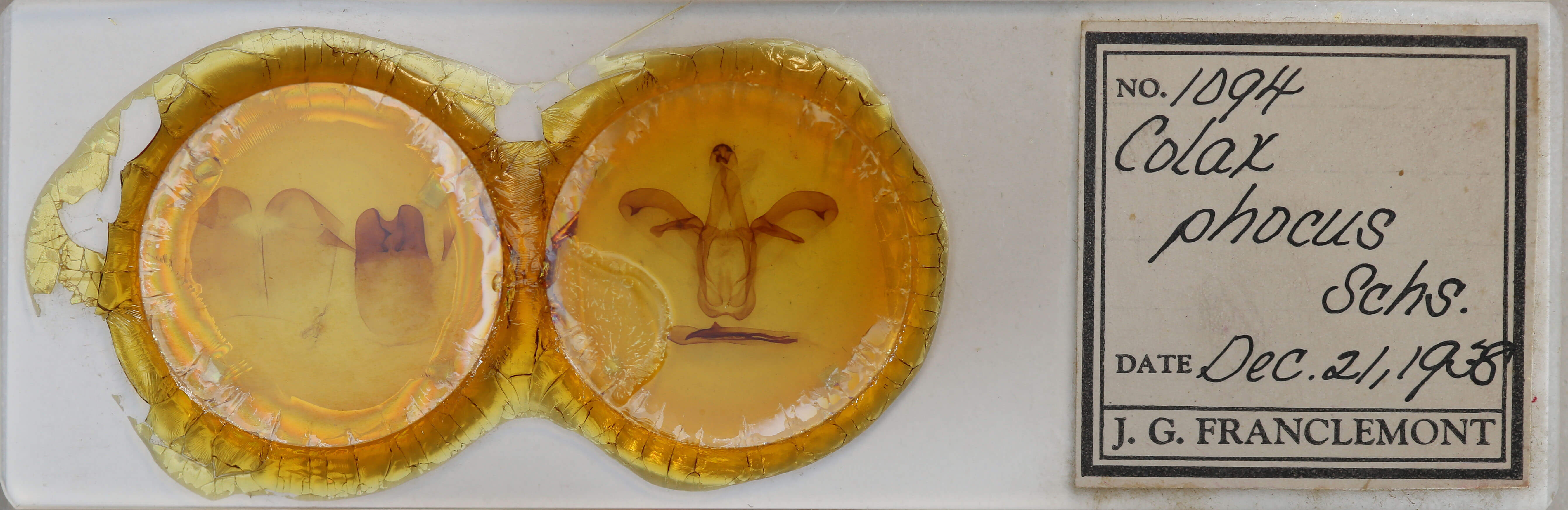 slide view of adult Colax phocus