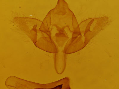 genitalia view of adult Teinoptera olivina