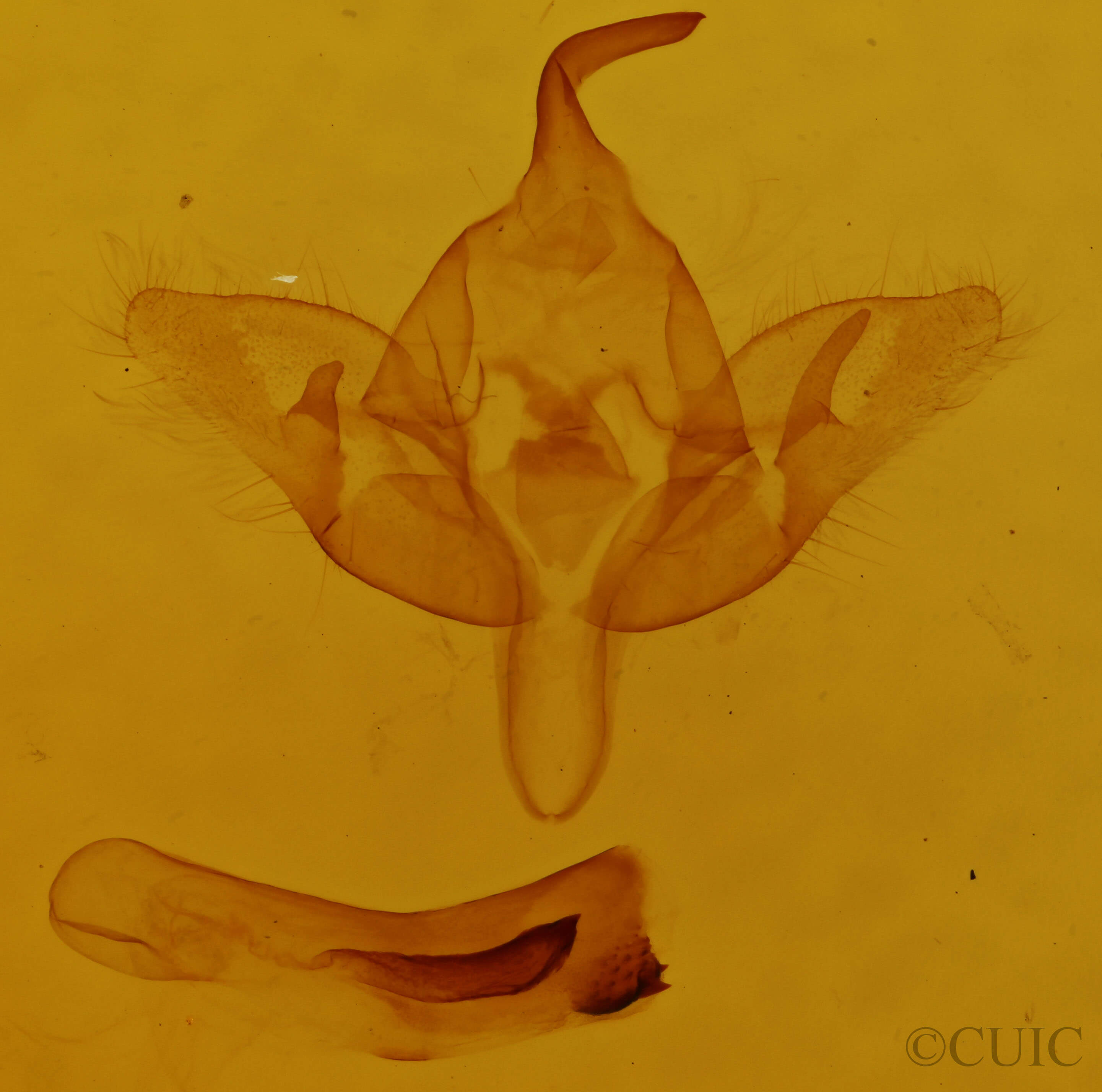 genitalia view of adult Teinoptera olivina