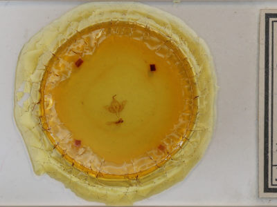 slide view of adult Teinoptera olivina