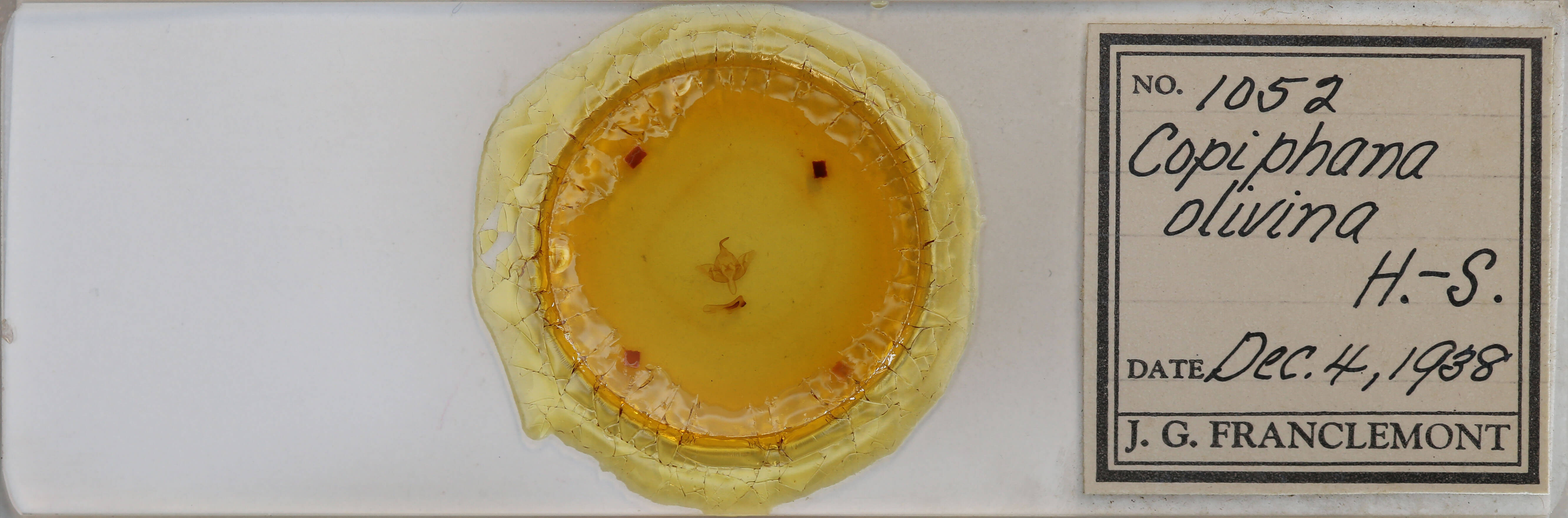 slide view of adult Teinoptera olivina