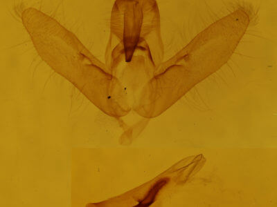 genitalia view of adult Cosmia calami