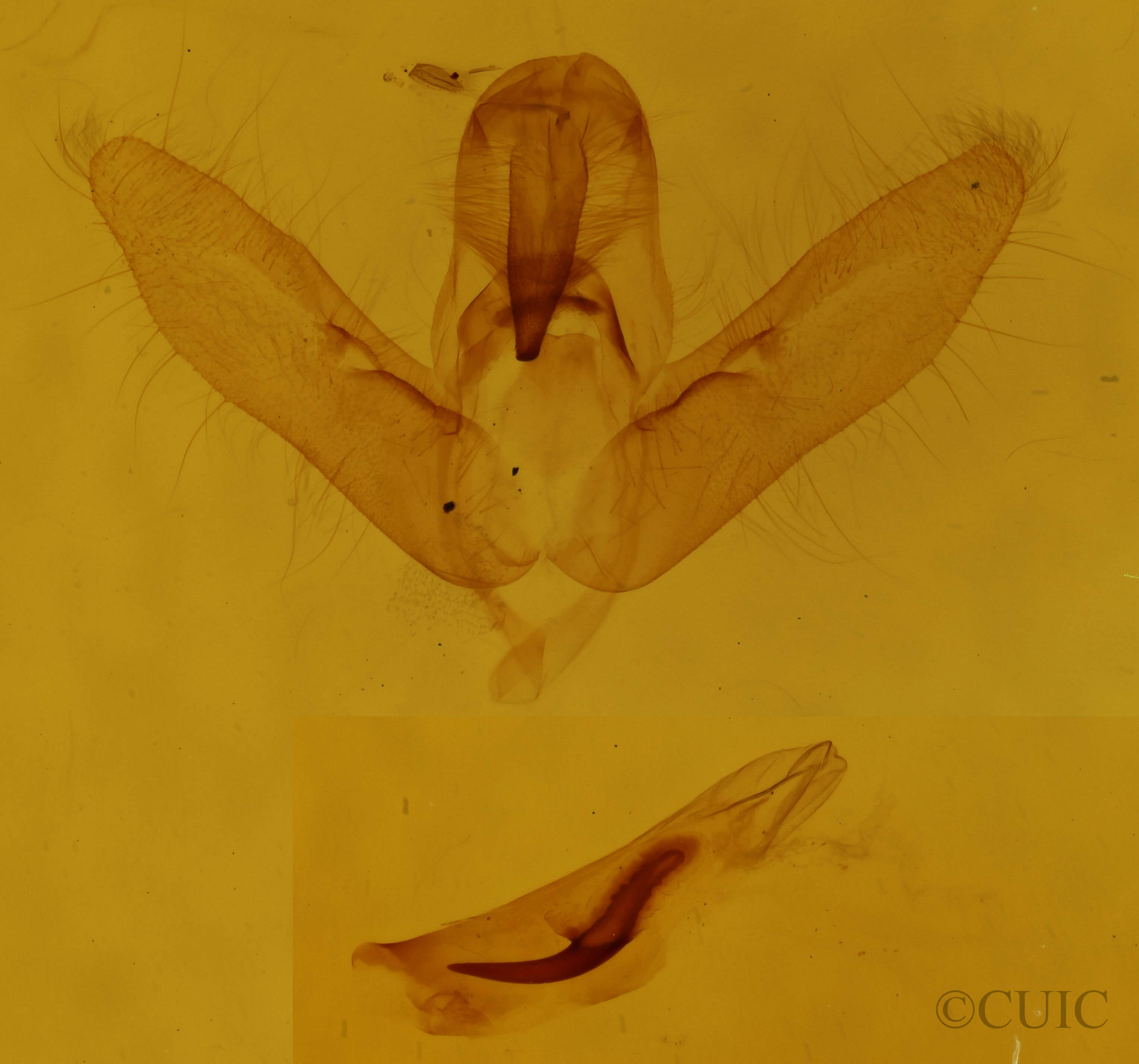 genitalia view of adult Cosmia calami