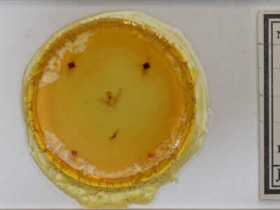 slide view of adult Cosmia calami